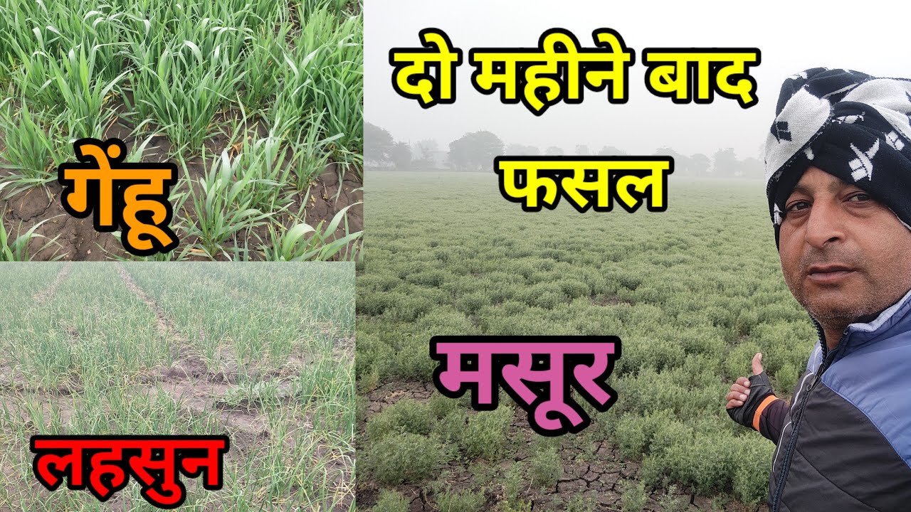 After two month crops health, wheat, garlic, masoor||#twomonthcrops