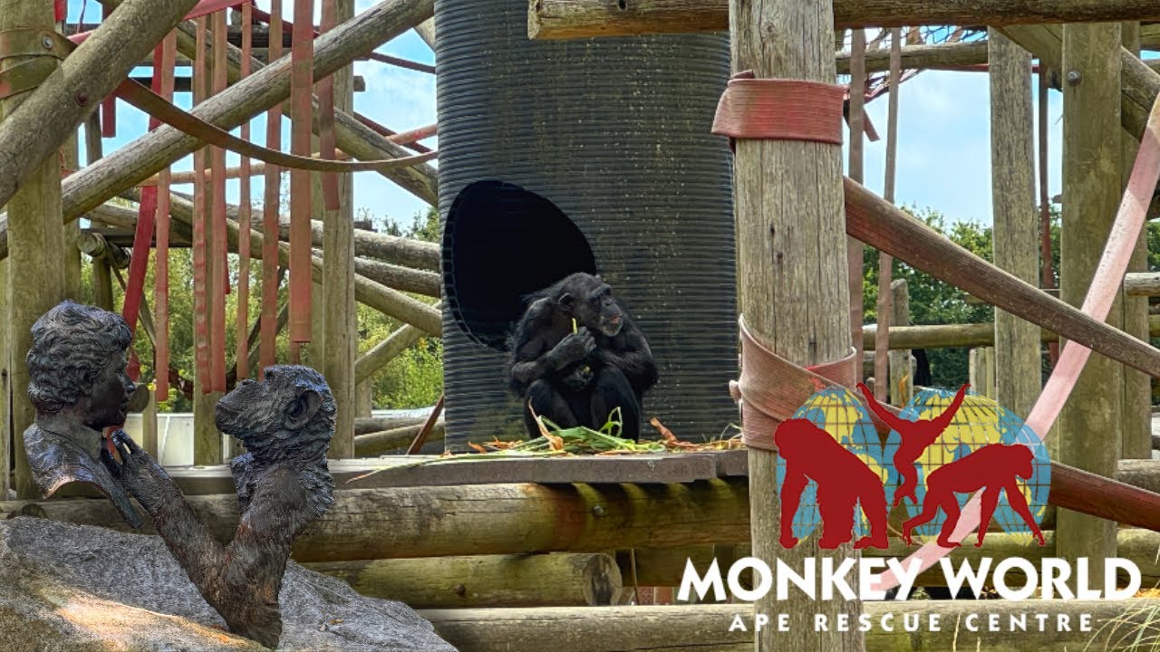 Monkey World DORSET Ape Rescue Centre 2025