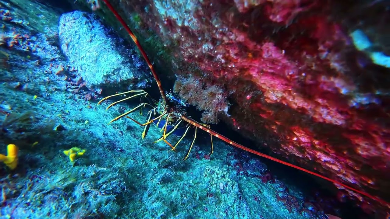 TROIS FRERES OF BONGO