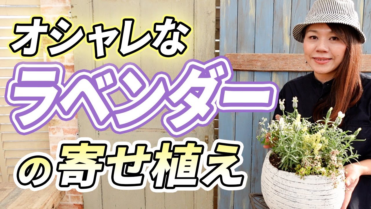 【簡単で可愛い】春を感じる♪素敵なラベンダーの寄せ植えをご紹介します【初心者向け】【ガーデニング】【園芸チャンネル】