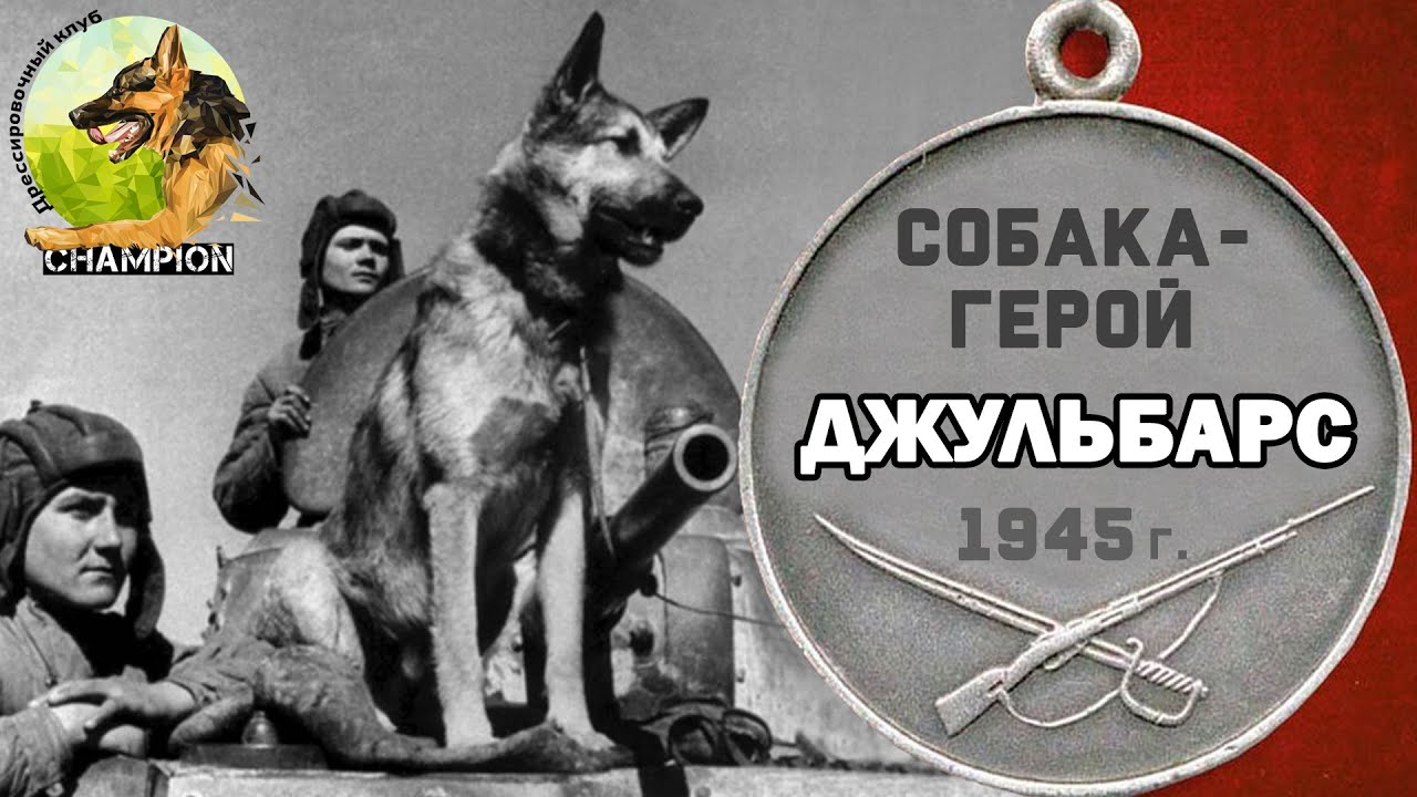 Собака-герой по кличке Джульбарс. ВОВ. 1945 год