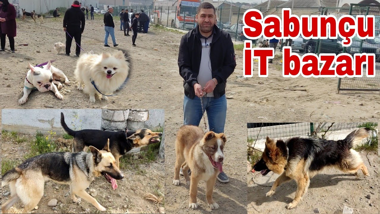 Sabunçu İT bazarı 10 aprel 22 #mubarizemintv #sabuncuitbazari #sabuncutoyuqbazari