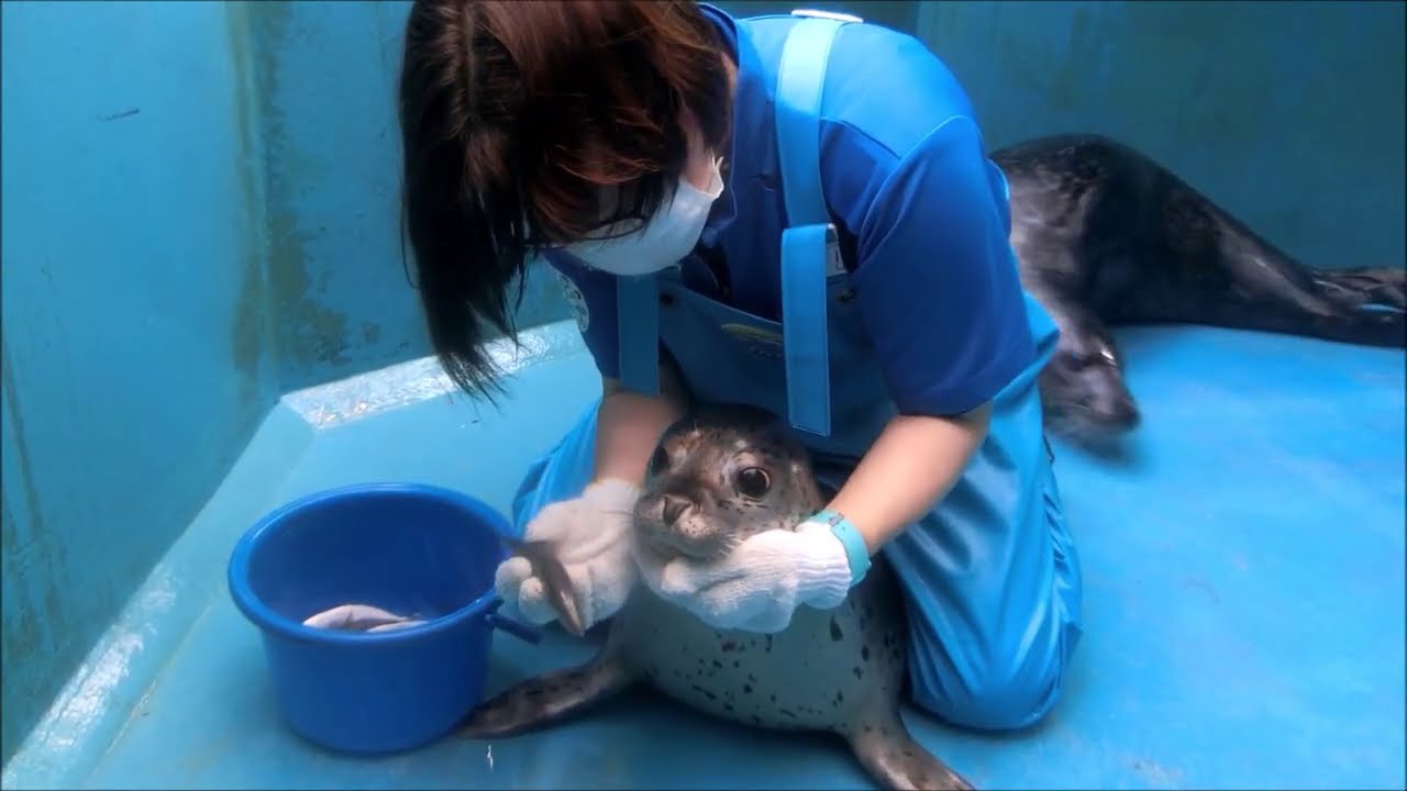 【アザラシ】いつになったら食べてくれるのか？(*´Д｀)（伊勢シーパラダイス／水族館）