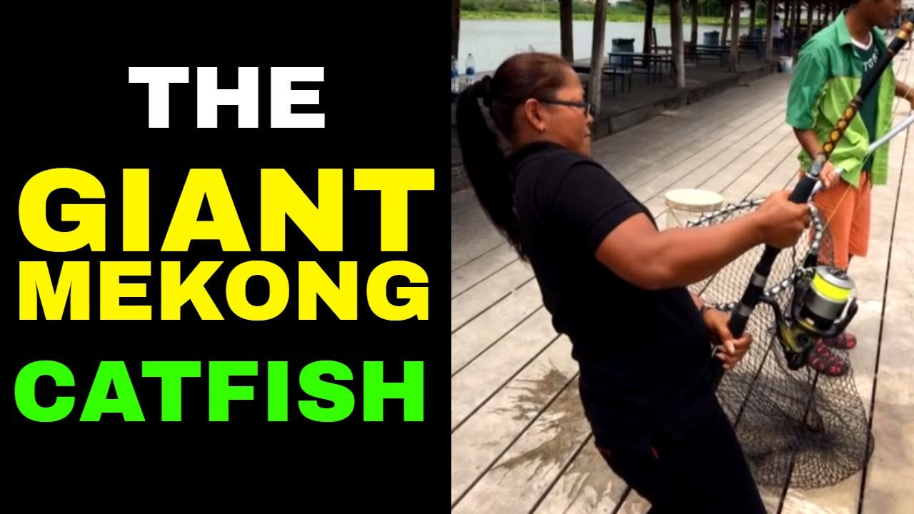 Thailand's GIANT Mekong Catfish