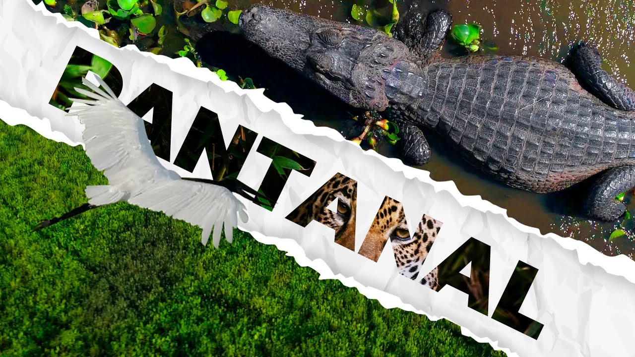 PANTANAL - MATO GROSSO + @G4DRONE