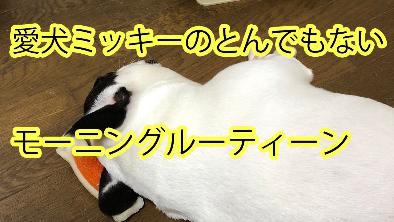 【モーニングルーティーン】フレブルの毎朝の行動日記、もう夏なのに…