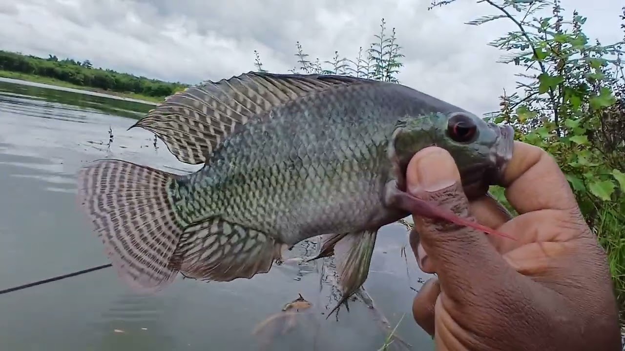 Mancing WGM Terbaru || KARAMBA  PENUH BABON ⁉️ PANEN BABON‼️ #fishing #mancingdiwaduk #mancing #wgm 