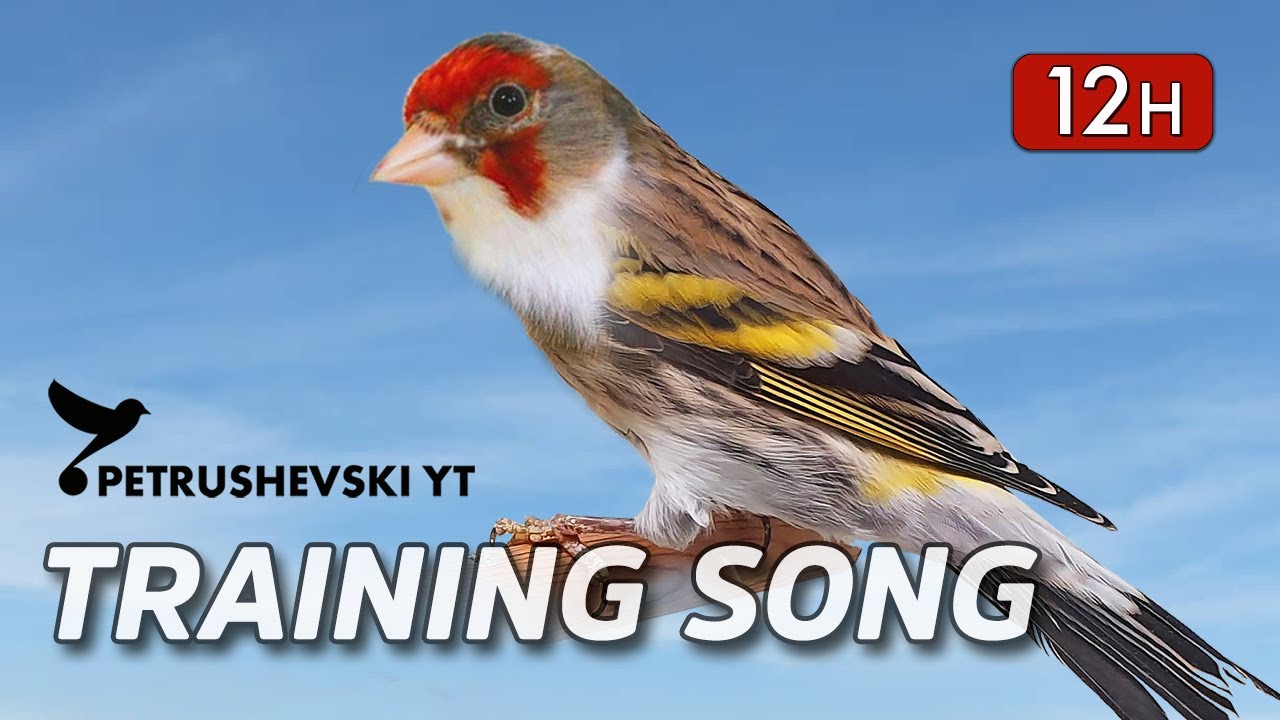 Goldfinch Mule - 12h The Best Singing