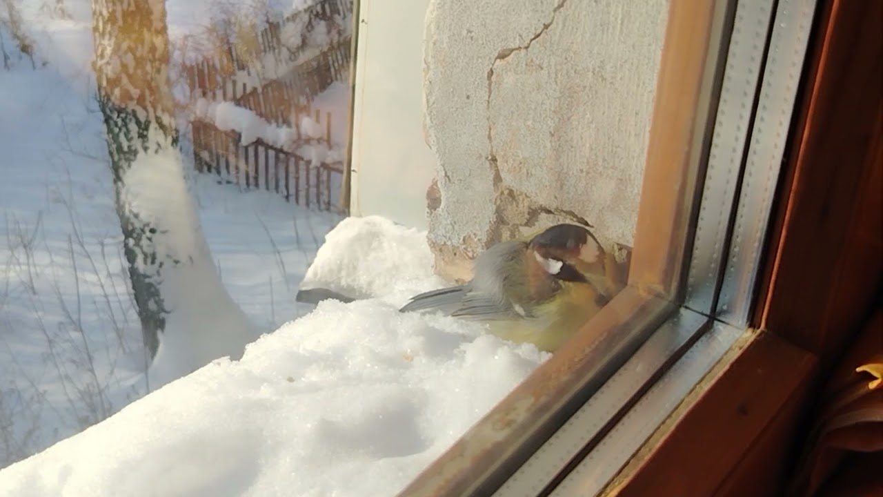 Необычный гость!