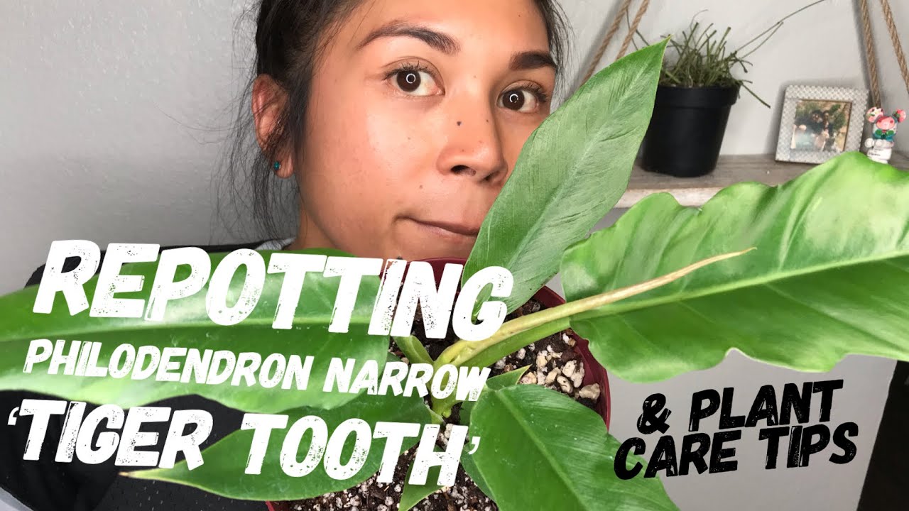 Repotting House Plants | Philodendron Narrow ‘Tiger Tooth’ | Plant Care Tips