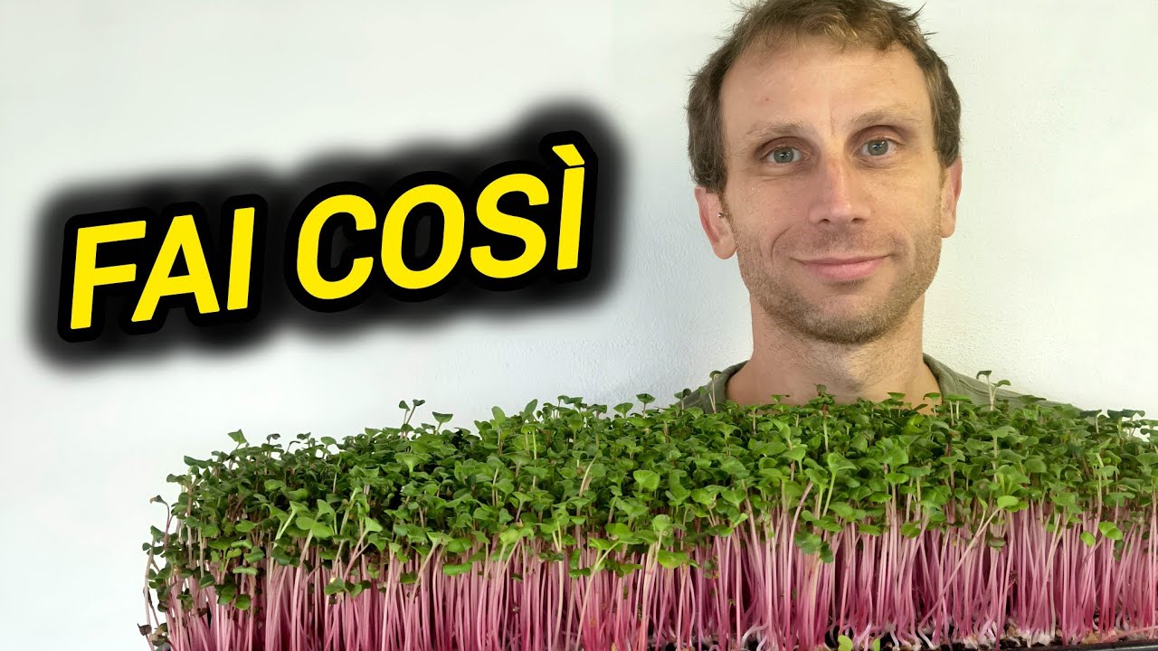 14 consigli per coltivare Microgreens a casa