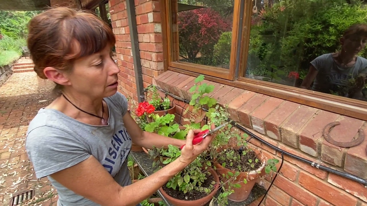 Identify Two-spotted spider mite & use organic methods to control this garden pest