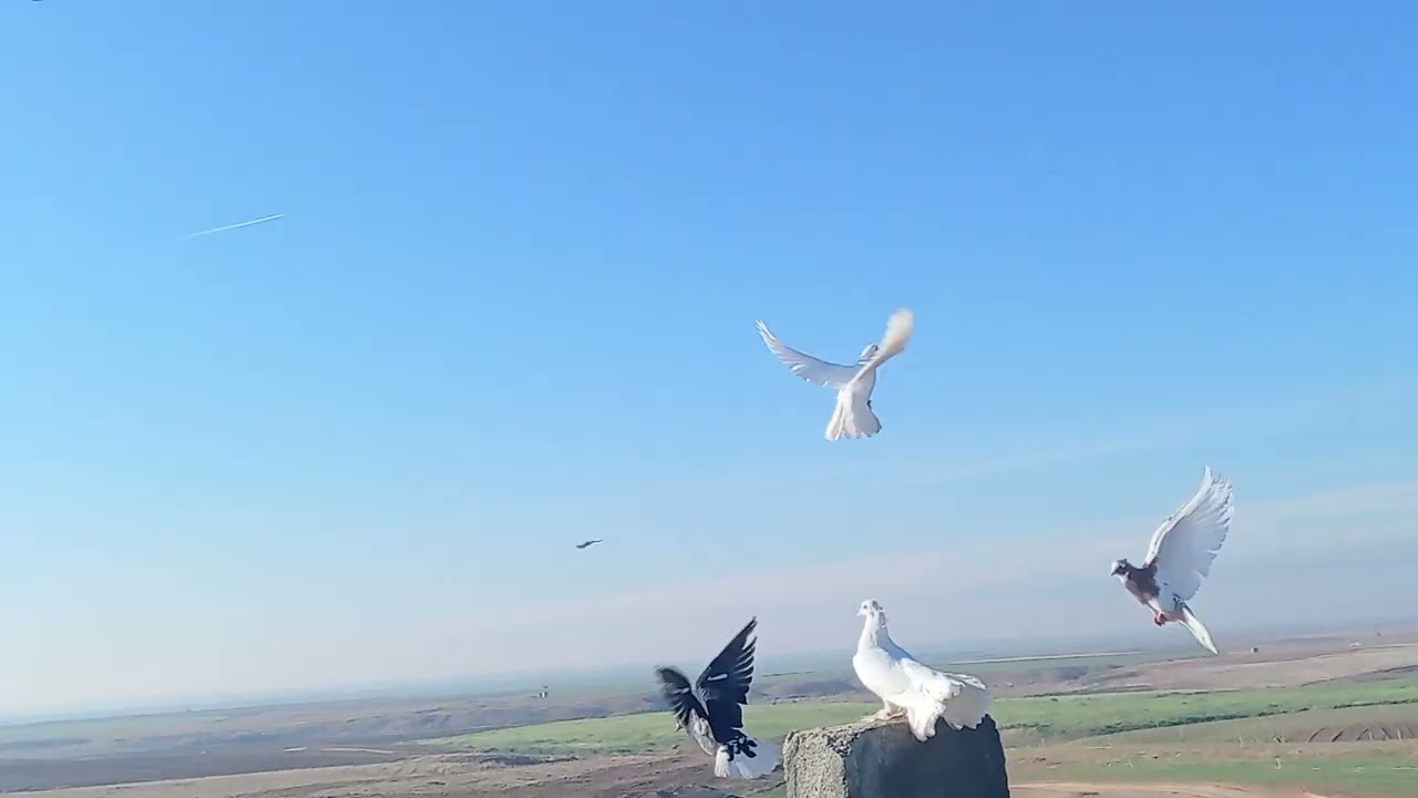 شوفو حيواناتي داخل البيت استمتعو بالمشاهده 🥰♥