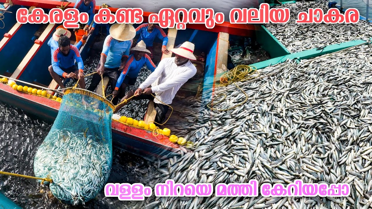കേരളം കണ്ട ഏറ്റവും വലിയ മത്തിച്ചാകര /The biggest chakara that Kerala has ever seen