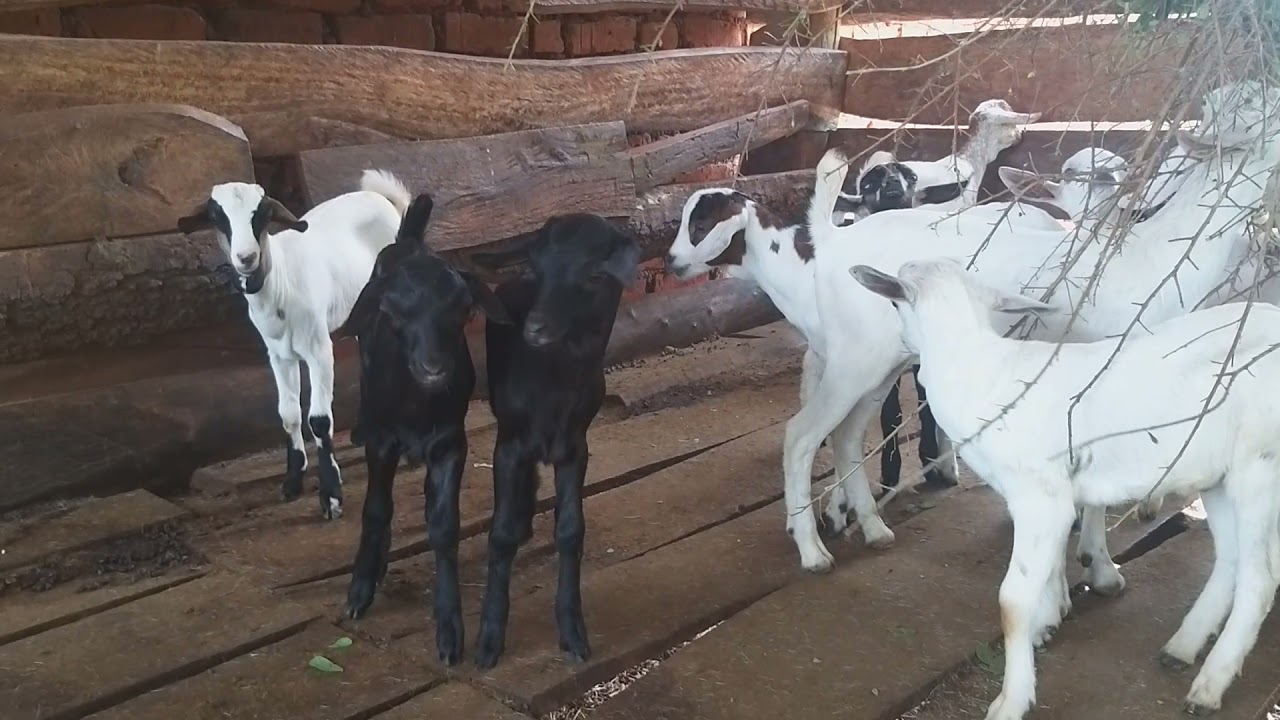 Mbuzi chotara wa Galla na mbuzi wa kienyeji