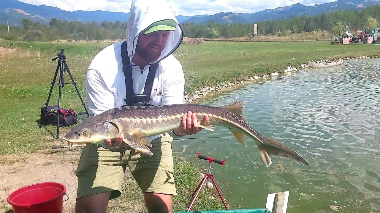 Pescuit la feeder cu SURPRIZE 🤩 - Recordul meu la STURION la tehnica method feeder