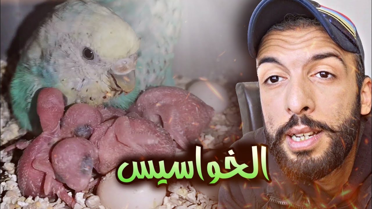 جولة في غرفة عصفور 🔥 سلسلة مشاكل الإنتاج 😱