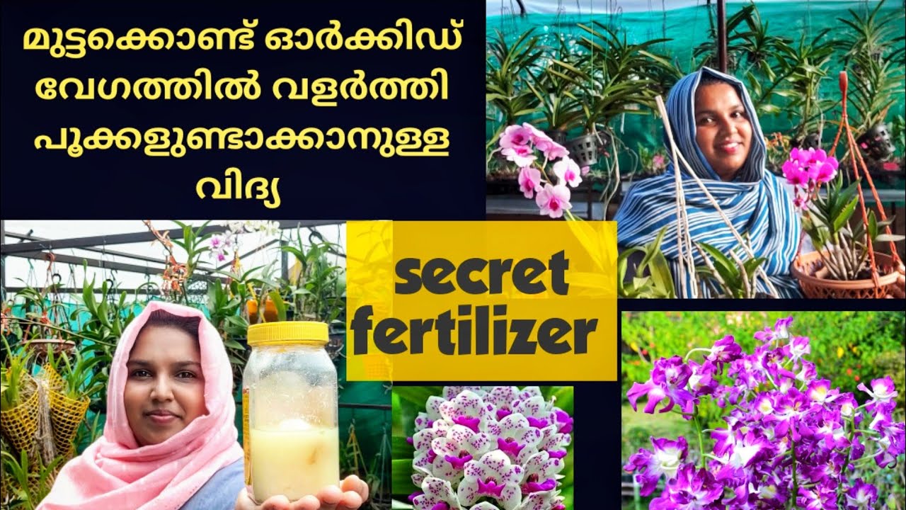 മുട്ടകൊണ്ട് ഈ ഒരുവളം മതി ഓർക്കിഡ് വേഗത്തിൽ വളർന്നു പുഷ്പിക്കാൻ|| BEST ORGANIC FERTILIZER FOR ORCHIDS