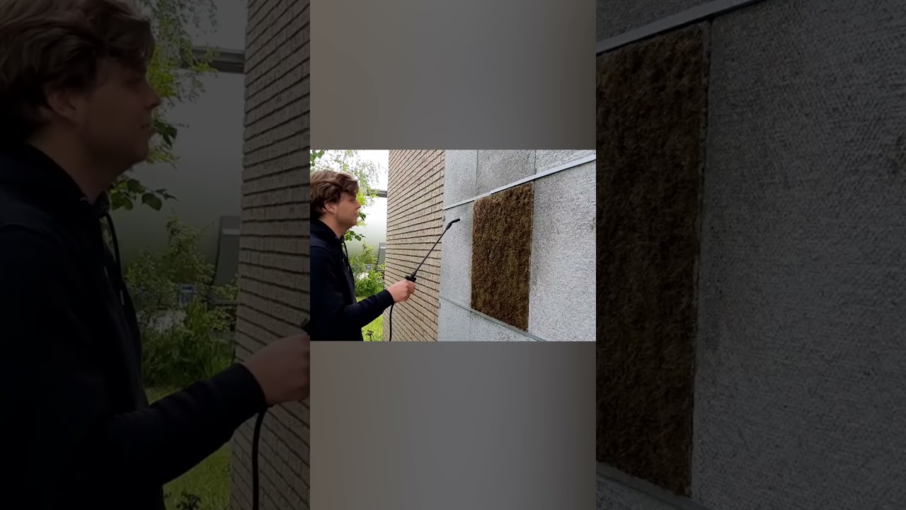 What is moss growing concrete?