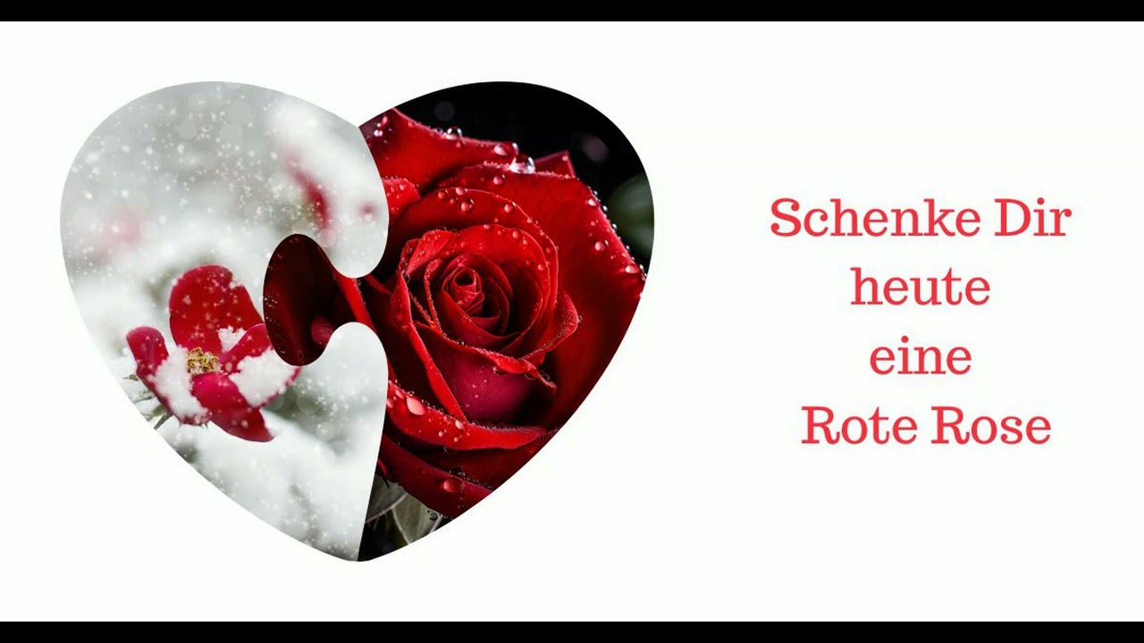 Rote Rose - Heute ist ein besonderer Tag