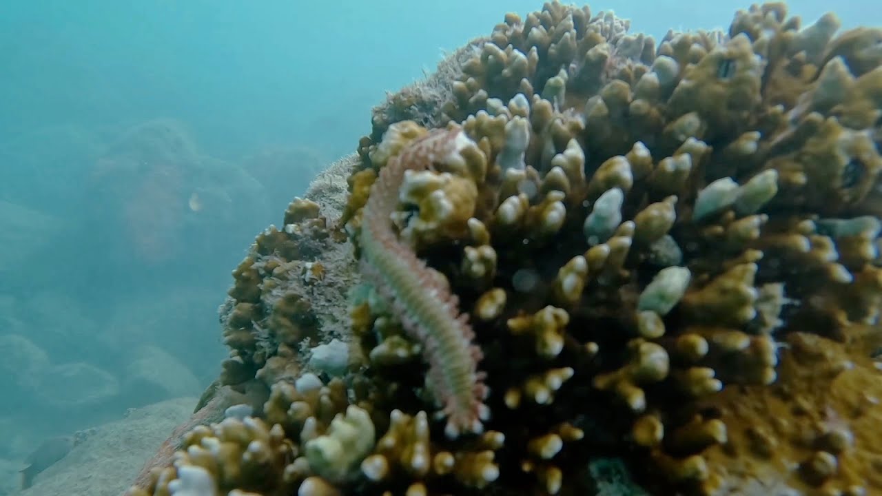 Coral Citizen | Bearded Fireworm Eats Fire Coral | 12.23.2022