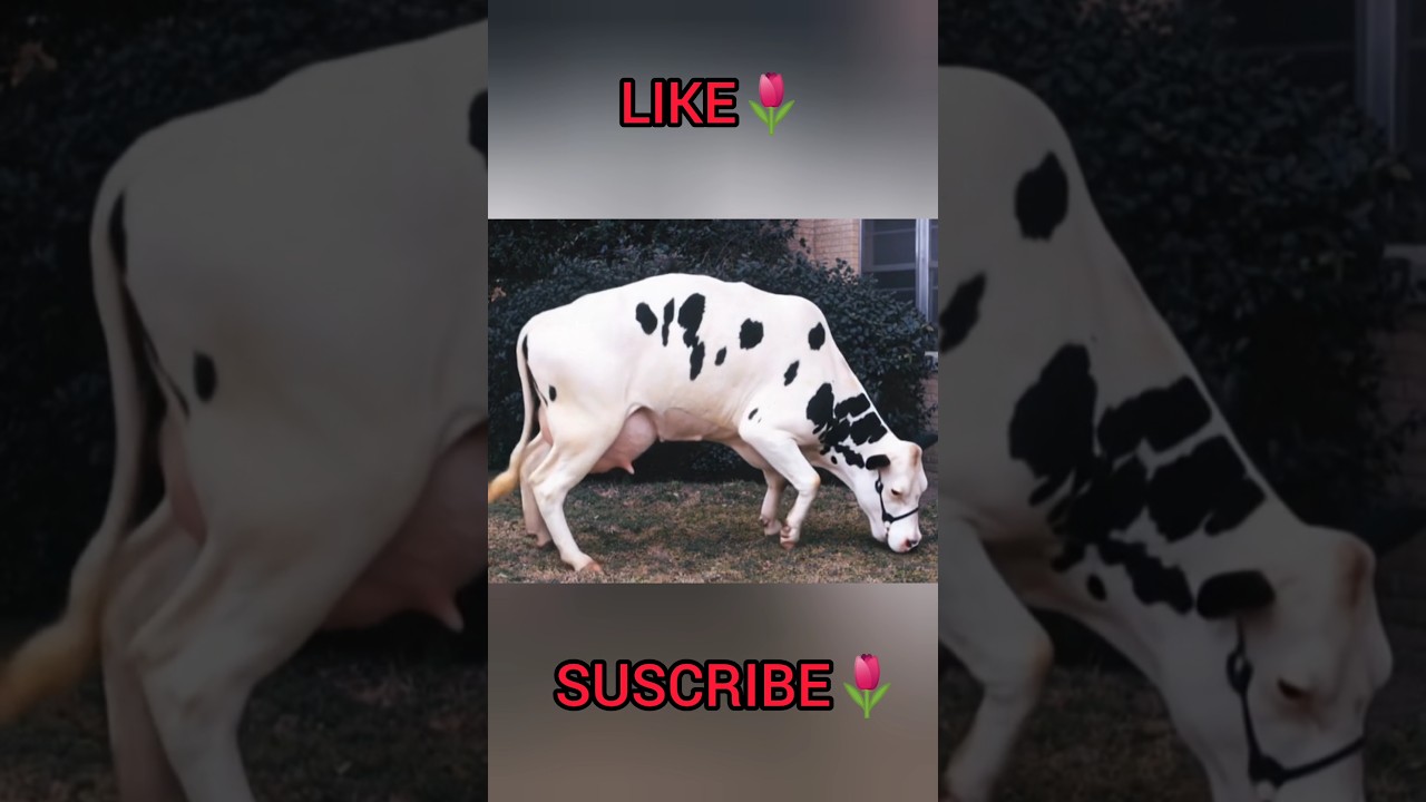 #shorts #aishorts #goru #guru #cow #hamba #hambba #reels