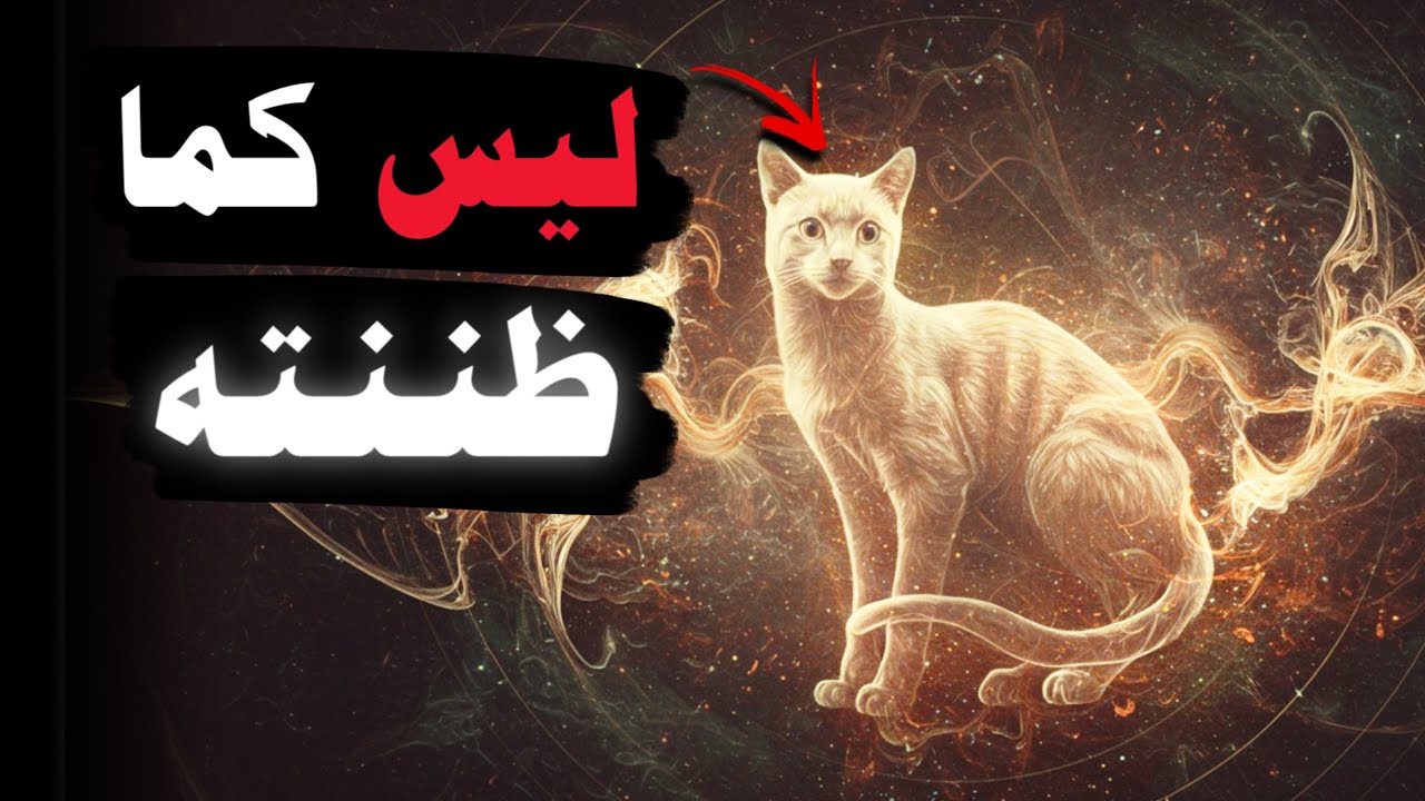 لن تنظر للقطة بنفس الطريقة بعد الآن…