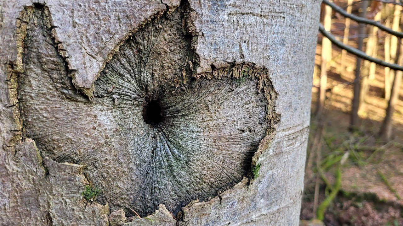 Wanderung Linz nach Kalenborn