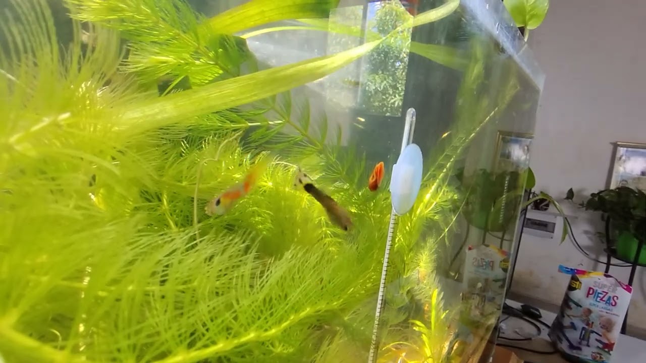 Acuario con guppys. Noviembre 2025