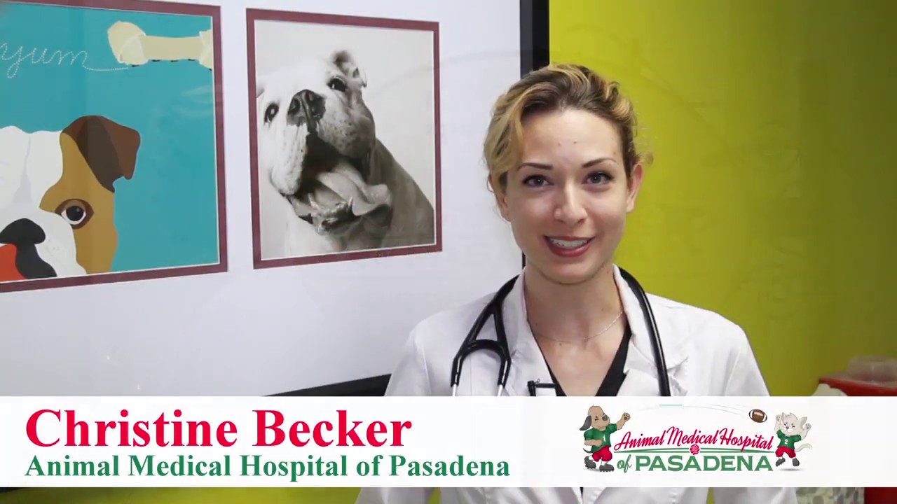 Business Overview Promotional Video - Animal Medical Hospital Pasadena