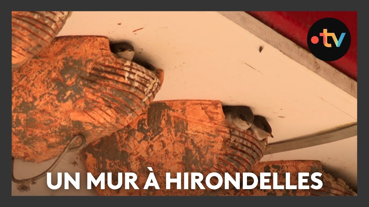 Un mur pour les nids des hirondelles dans une écluse