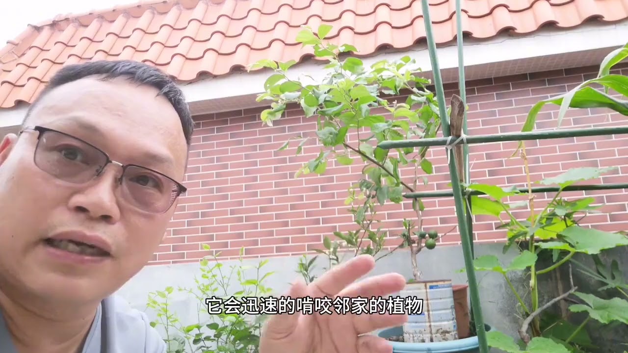 好端端的草莓为什么会枯萎？原因 有3个，教你1招