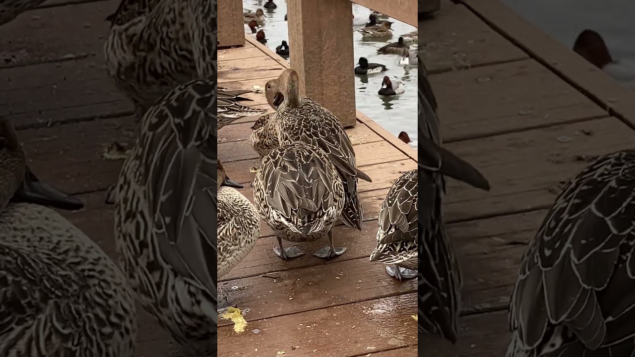 ケンカが始まっても周りは無関心「オナガガモ」