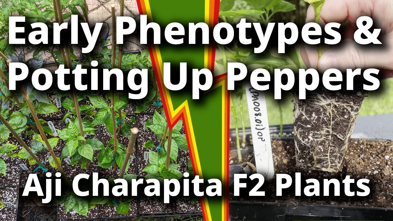 Pink Aji Charapita F2 Plants -  Early Growth, Genetics, and Best Practices for Potting Up Peppers