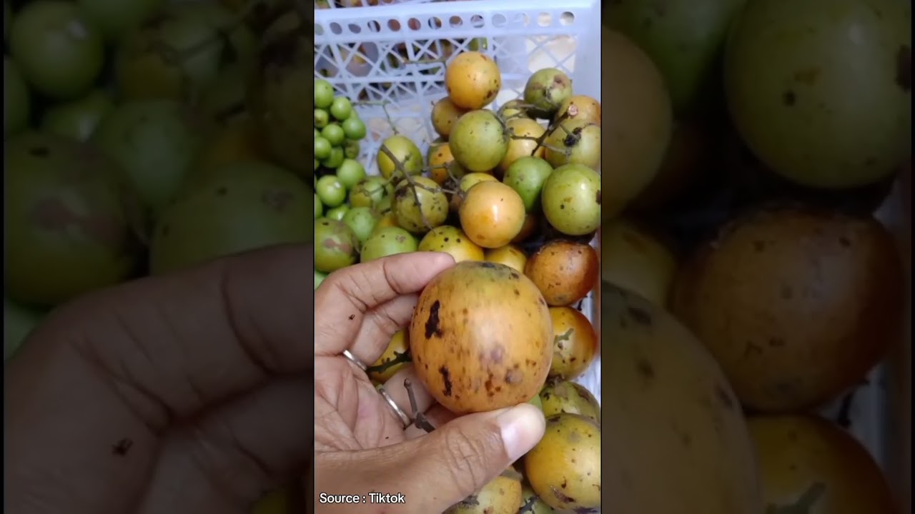 buah gandaria termasuk salah satu buah langka di indonesia #buahlangka #gandaria #buahgandaria