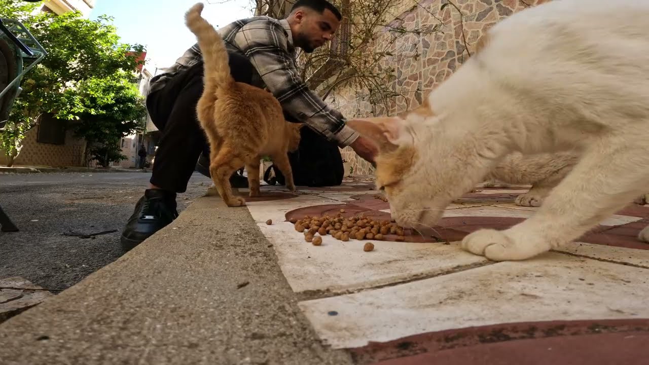 3 Pregnant and extremely hungry cats – you won't believe how cute they are! 