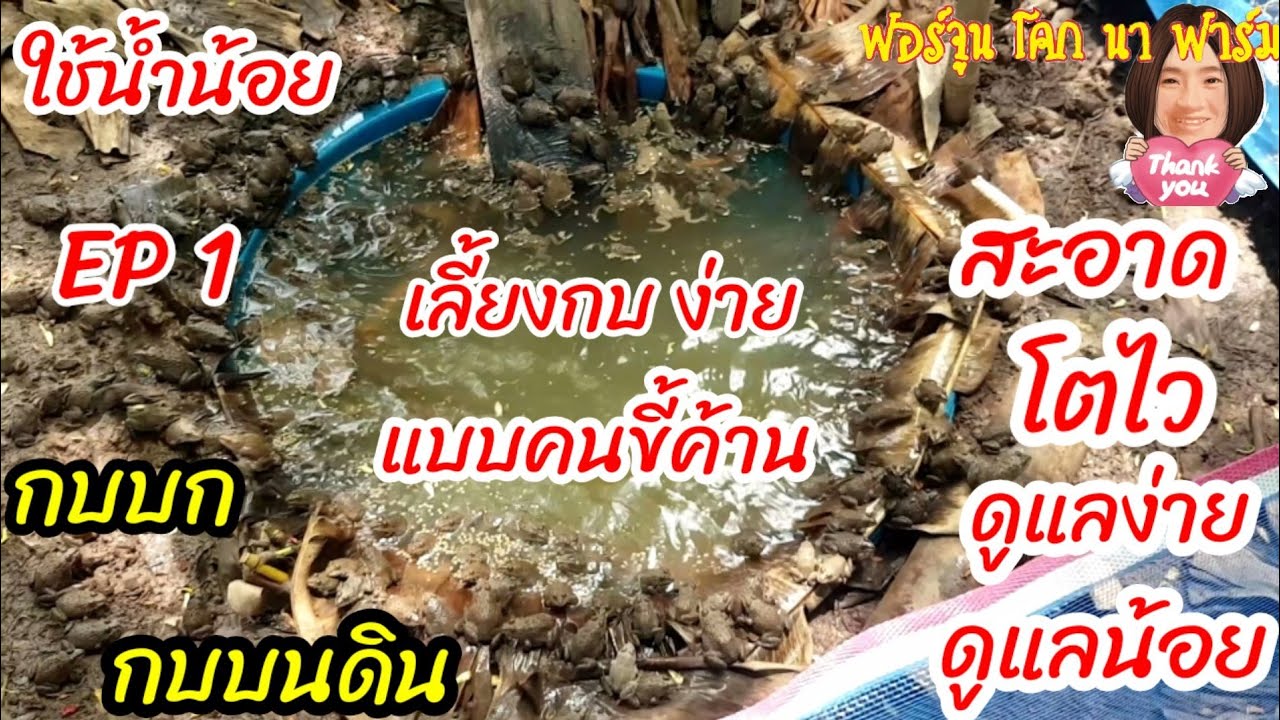เลี้ยงกบบก กบบนดิน ไม่เหม็น ไม่สกปก ดูแลน้อย เลี้ยงกบง่ายๆสไตล์แม่น้องจูน Ep 1