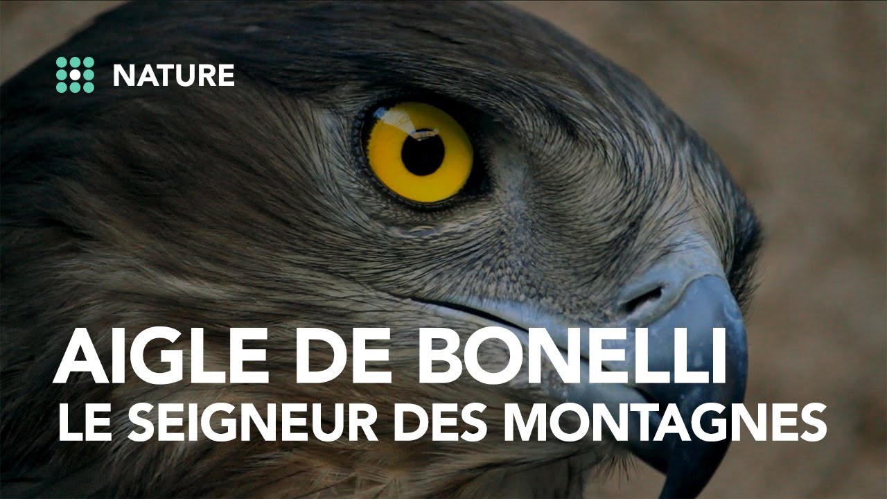 Découvrez la surprenante amitié entre un homme et un Aigle
