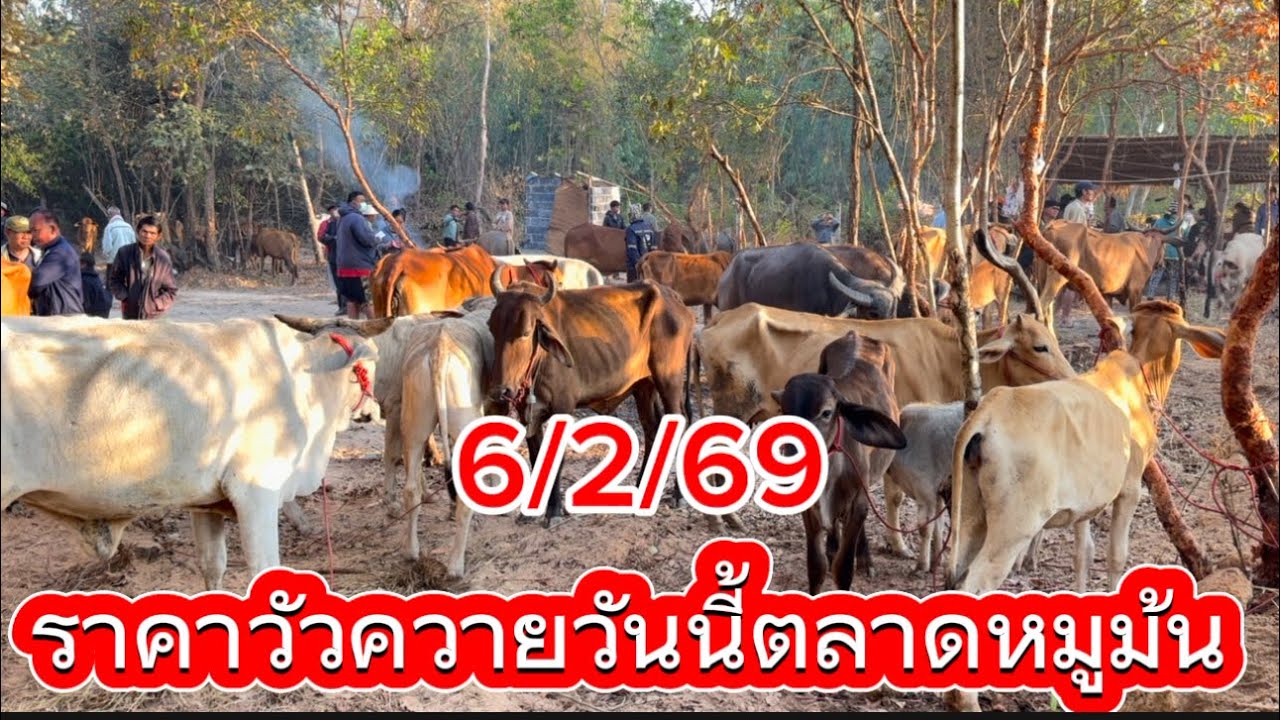 ราคาวัวควายวันนี้ตลาดหมูม้น อ.นาทม จ.สกลนคร #ราคาวัววันนี้ 6/2/69