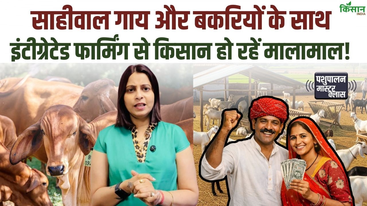 साहीवाल गाय और बकरी पालन के साथ इंटीग्रेटेड फार्मिंग, किसानों की बढ़ी कमाई। Cow Farming। Goat Farm