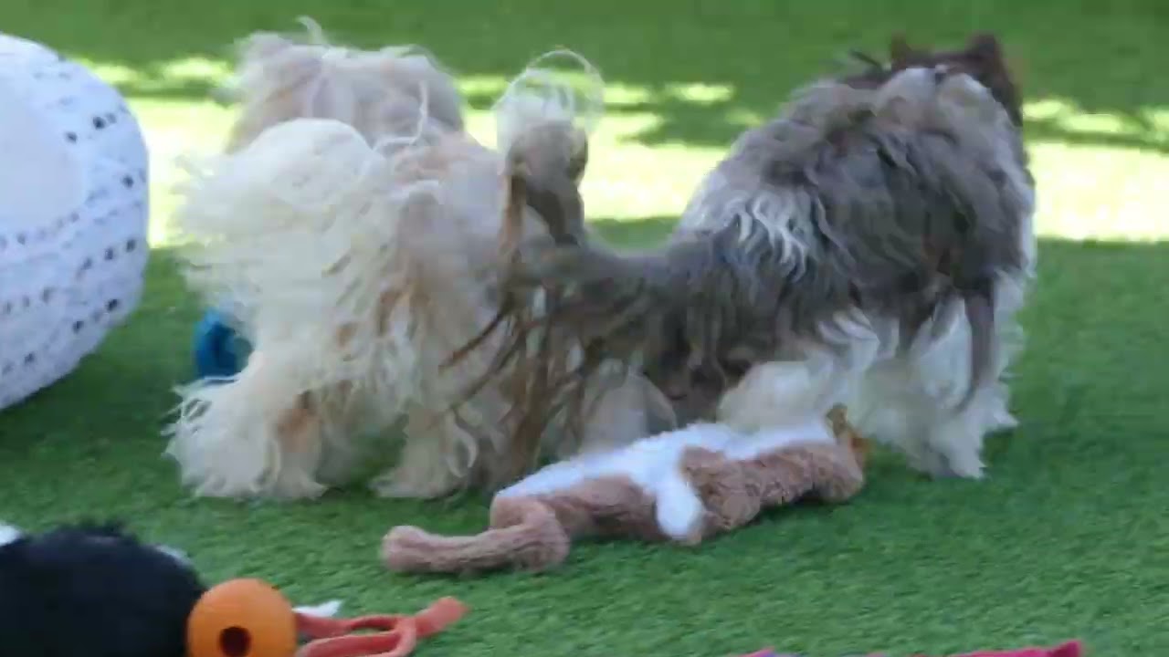 Laila & Blacky Biewer Yorkshire Terrier Welpen