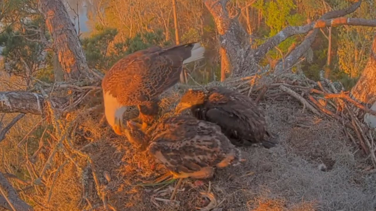 Dad feeding fish in breakfast to both eaglets | Kisatchie National Forest E-3 | Mar 13, 26
