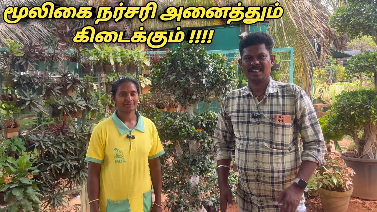 அறியப்படாத மூலிகை தாவரம் முதல் அனைத்து பழ மரங்களின் நாற்றுக்கள் கிடைக்கும் #தேனி மாவட்டம்