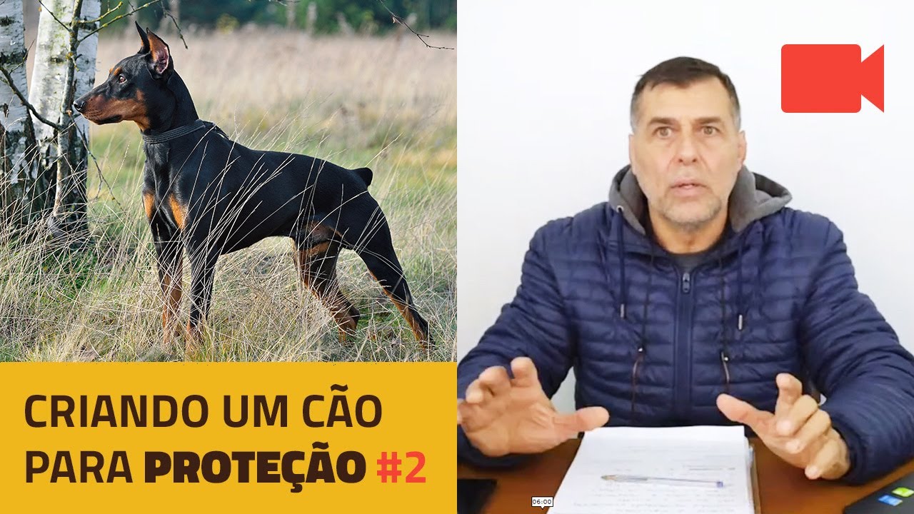 Criando um Cão para Proteção #2