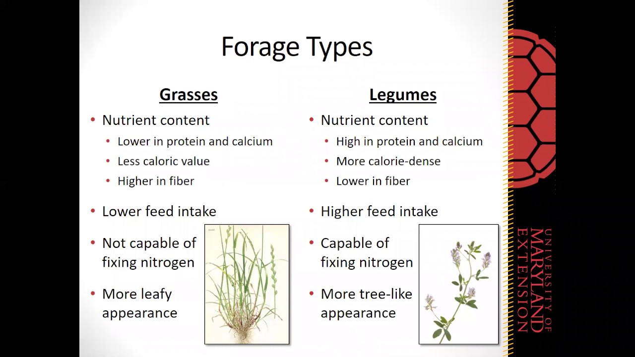 Taking out the Guesswork: Forage Selection for Horse Pastures