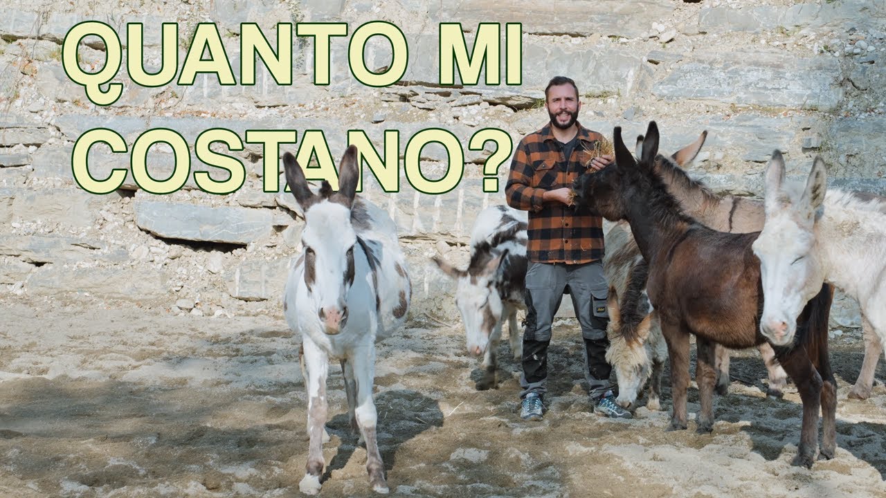 Quanto COSTA avere un ASINO? - Il contadino Nick