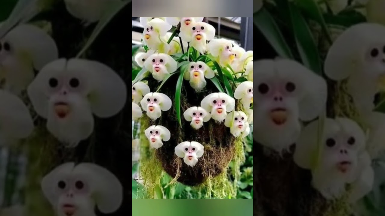 10 Most Beautiful Orchids/Types of Orchid/Varieties of Orchid