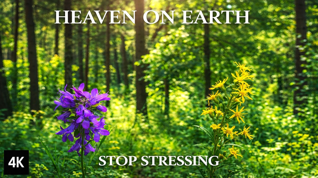 The Most Peaceful Forest on Earth (8H Nature Escape)