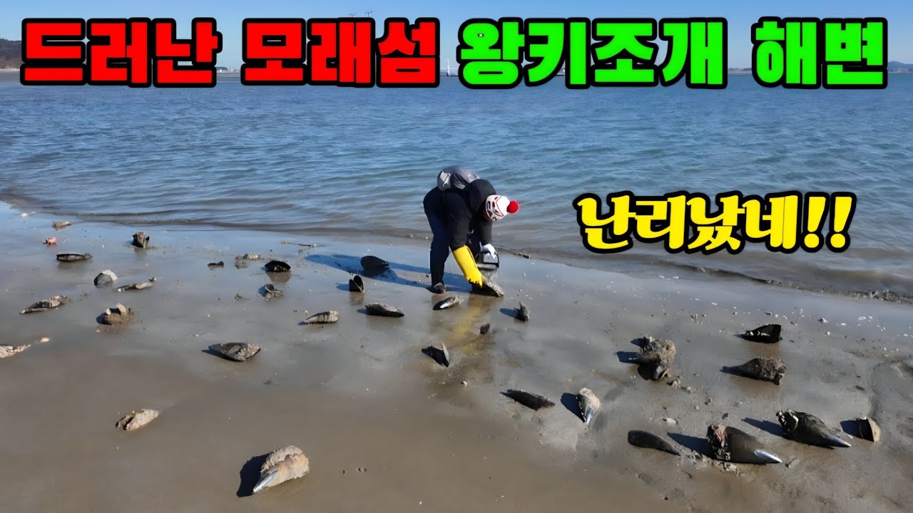 가끔 보이는 모래섬에 널린 왕 키조개 밭 큰일입니다