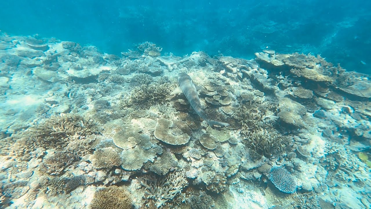 Lady Elliot Island weekender ❤️ The best snorkeling ever! Great Barrier Reef 🪸